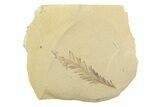 Shale With Dawn Redwood (Metasequoia) Fossil - Montana #356492-1